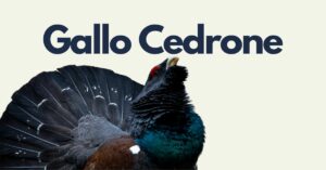 Gallo Cedrone