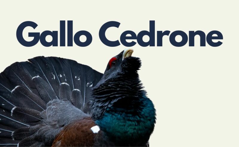 Gallo Cedrone