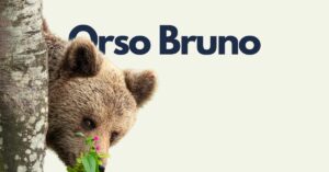 Orso Bruno