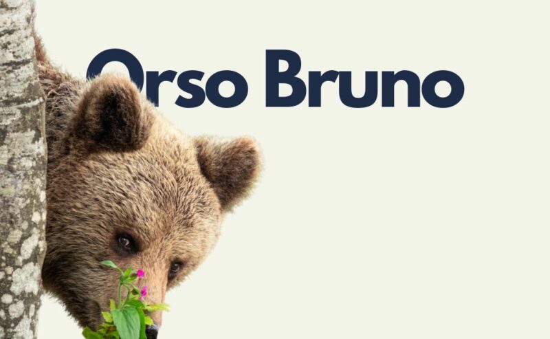 Orso Bruno