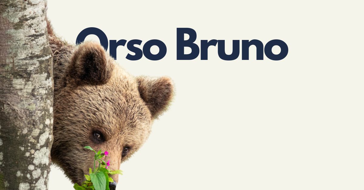 Orso Bruno