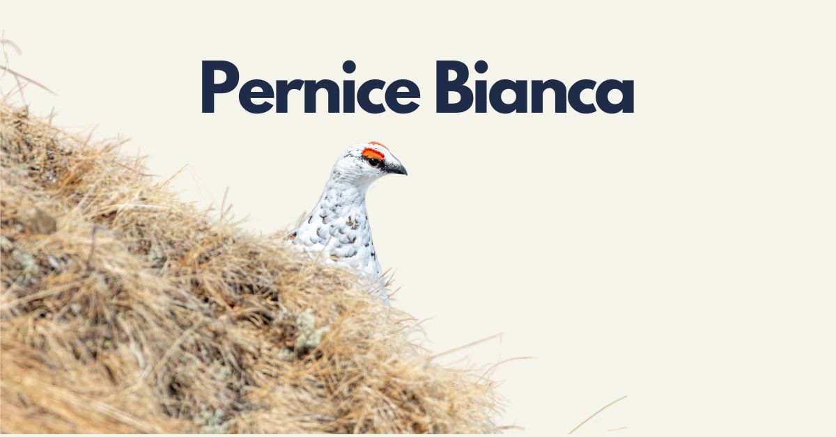 Fuori Traccia: Pernice Bianca