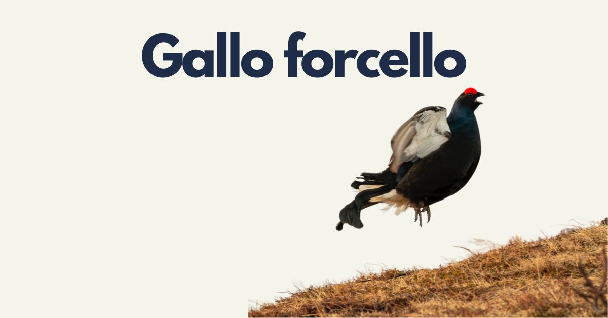 Fuori Traccia: Gallo Forcello